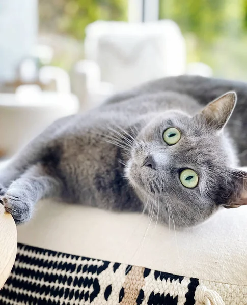 Kanepede oynayan gri bir kedinin portresi.