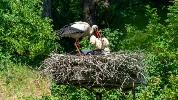 Storch Füttert Seinen Nachwuchs Auf Einem Nest — Stockfoto