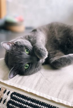 Kanepede oynaşan gri bir kedi yavrusunun portresi