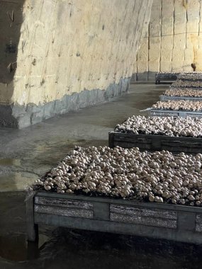 Mağarada mantar yetiştirme