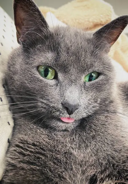 gray cat with tongue sticking out