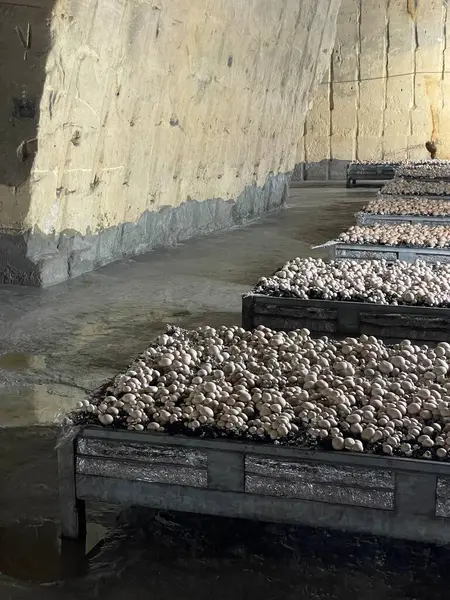 Mağarada mantar yetiştirme