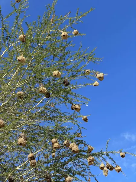 Dokumacı kuş, Güney Afrika 'da bir ağaca yuva yapar.