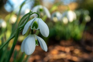 Kış zamanı açan kar damlaları