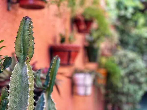 Afrika 'da asılı bir bahçede kaktüs