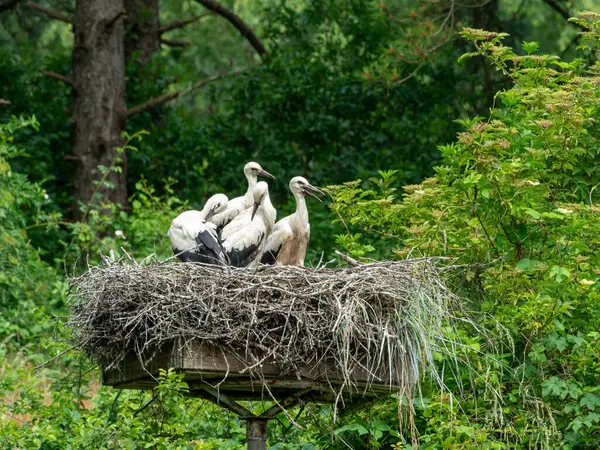 Yavru leylek kuşu yuvadan uçmaya hazır.