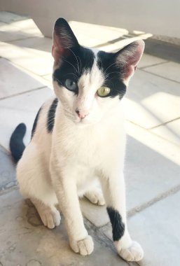 Yunanistan 'ın Samos adasında başıboş bir kedi yavrusu portresi