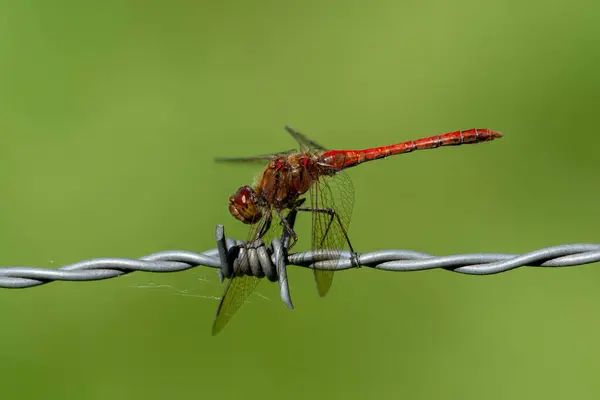 Dikenli tellere konmuş kırmızı bir yusufçuğun yakın çekimi