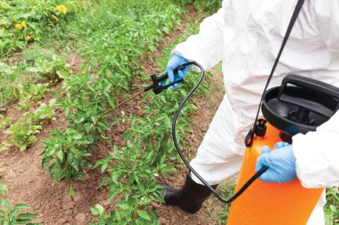 Herbicide spraying. Non-organic vegetables. clipart