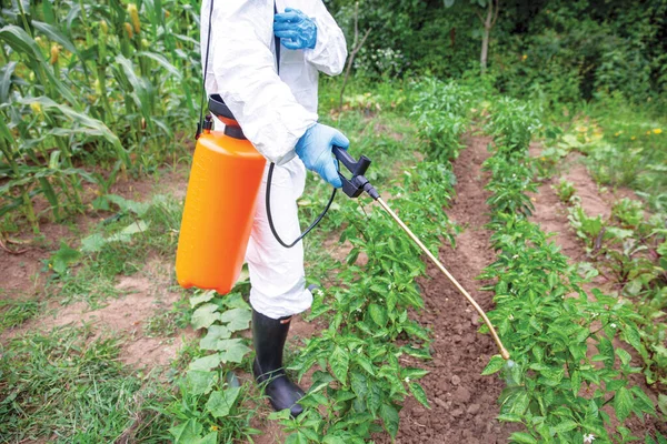 Herbicid Sprutning Icke Ekologiska Grönsaker — Stockfoto