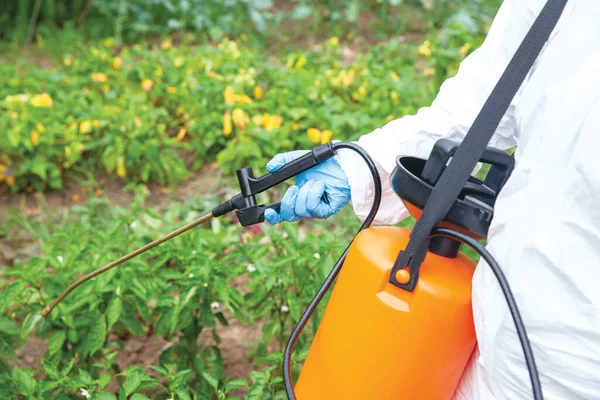 Herbicide Spraying Non Organic Vegetables Stock Photo