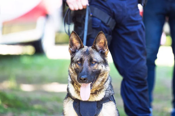 Policía Uniforme Guardia Con Perro Pastor Alemán Canino —  Fotos de Stock