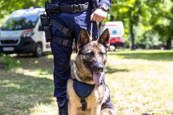 Politieagent Uniform Dienst Met Een Hond Duitse Herder Politiehond Stockfoto