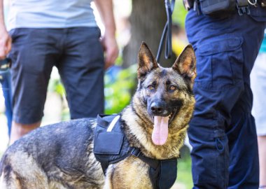 K9 köpeği Alman çoban köpeğiyle görevli üniformalı bir polis memuru arka planda insanları bulanıklaştırdı. Arama, kurtarma ya da bekçi köpeği konsepti.