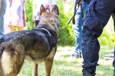 K9 köpeği Alman çoban köpeğiyle görevli üniformalı bir polis memuru arka planda insanları bulanıklaştırdı. Arama, kurtarma ya da bekçi köpeği konsepti.