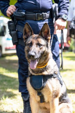Polis köpeği K9, Alman kurdu ve polis memuru görevde. Arama, kurtarma ya da bekçi köpeği konsepti.