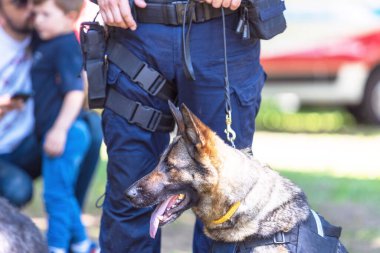 Polis köpeği K9 köpekli Alman çoban köpeği ve üniformalı bir polis.
