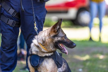 İyi eğitimli bir Alman çoban köpeği, koşum takımı ile donatılmış, tetikte ve açık hava görevine odaklanmış.