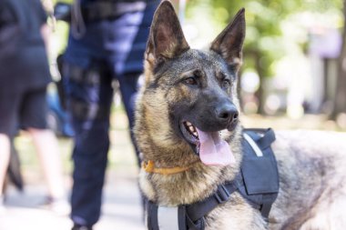 Nöbetçi Alman çoban köpeği olan bir polis memuru.