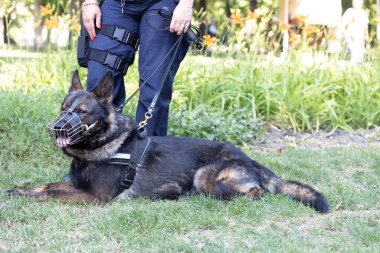 İyi eğitimli polis köpeği çimlerin üzerinde gevşiyor, koruyucu bir ağızlıkla donatılmış ve bir polis tarafından kontrol ediliyor.