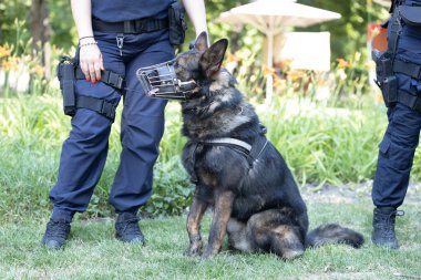 Polis köpeğinin ağızlık takması ve polis tarafından tutulması.
