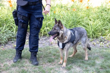 Nöbetçi Alman çoban köpeği olan bir polis memuru.