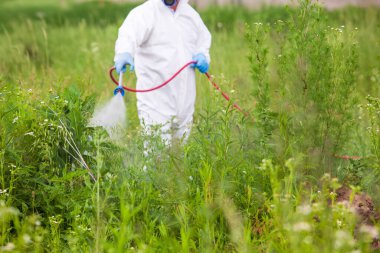 Koruyucu giysi ve eldiven giyen işçiler, bahar veya yaz aylarında otlak alanlarında yetişen otlara bitki öldürücü veya böcek ilacı sürmek için sprey kullanıyorlar.