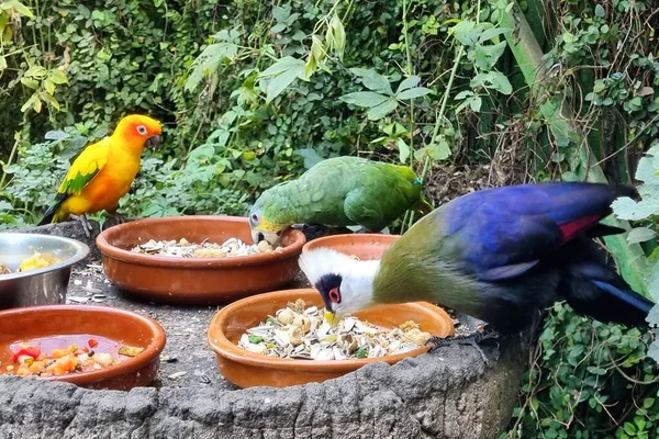 Exotic birds, parrots and pigeon eating in a tropical zoo.