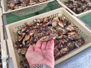 Dişi el ele tutuşması, yakın zamanda istiridye arkaplanlı plastik bir kutuya yakın çekim yaparken yakalandı.. 