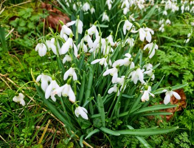 Ormanda çiçek açan kartopu çiçekleri. Güzel bahar çiçekleri.