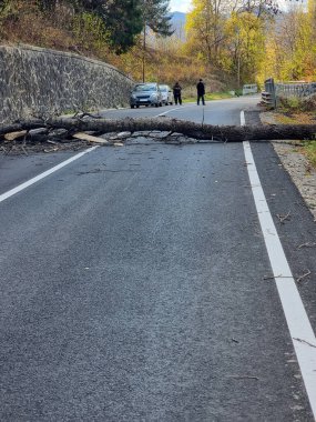 Ormanın ortasında devrilmiş bir ağaç yolu kapatmış..