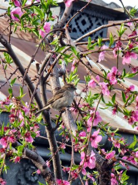 Swallow (hirundinella)  standing on a blossoming tree branch, Spring clipart