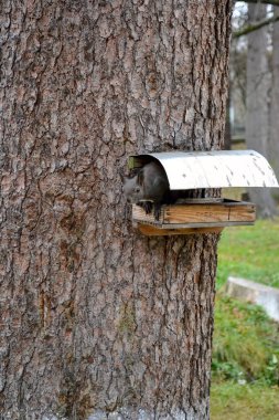 the squirrel in the bird box, on a spruce tree clipart