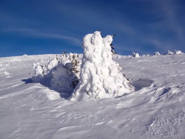 Kar yüklü ağaçlar eğimli bir tepede heykel şekilleri oluştururlar. Manzarada el değmemiş kar ve görünür bir simgesi olmayan berrak mavi bir gökyüzü yer alıyor..