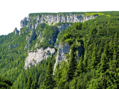 Beyaz arkaplanda izole kayalar olan yeşil orman manzarası