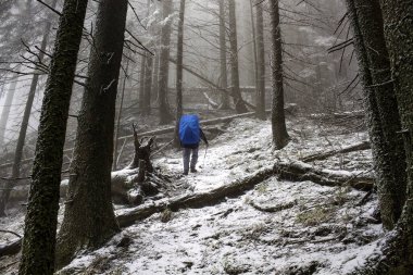 Bir insan karda ormanda yürüyor.