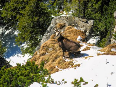 Kayalık bir yamaçta, karlı bir yamaçta, kuru çimenler ve daima yeşil ağaçlar bulunur. Parlak güneş ışığı altında, ormandaki dağlık bir zemin üzerine kurulmuştur..