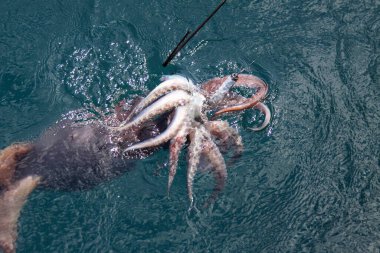 A large octopus partially submerged in teal water spreads its tentacles, gripping an object, possibly a fishing line, as ripples indicate movement. clipart