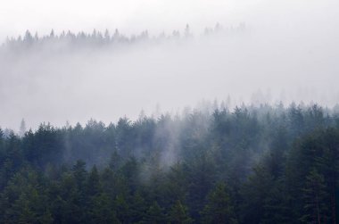Yoğun bir yeşil ağaç ormanı, ağaçların tepelerini bulutlu bir gökyüzüne karıştıran kalın bir sis tabakasıyla kaplıdır. Görünürde hiçbir işaret ya da yapı yok..
