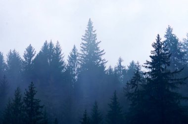 Arka planda ağaçlar ve bulutlu bir gökyüzü olan bir orman.