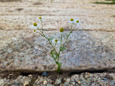 Beyaz taç yaprakları ve sarı merkezli küçük bir papatya çiçeği yeşil sapları ve yapraklarıyla çelişen sert taş kaldırımlarda bir çatlağın içinde yetişir..