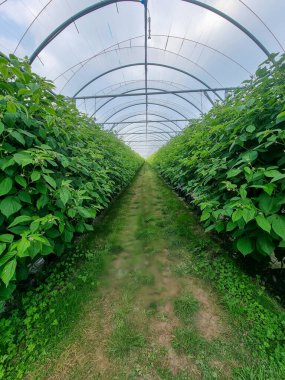 A lush greenhouse interior featuring rows of vibrant leafy plants on either side of a central dirt pathway under a transparent arched roof. clipart