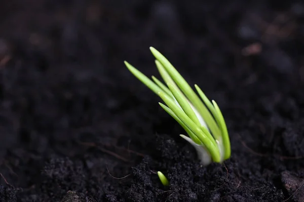 Chalota Crescer Solo Vaso Plantas Crescem Jardim Orgânico Cebolas Estão — Fotografia de Stock