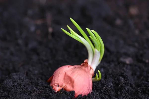 Šalotka Roste Půdě Květináči Rostliny Pěstují Organickou Zahradu Cibule Připravena — Stock fotografie