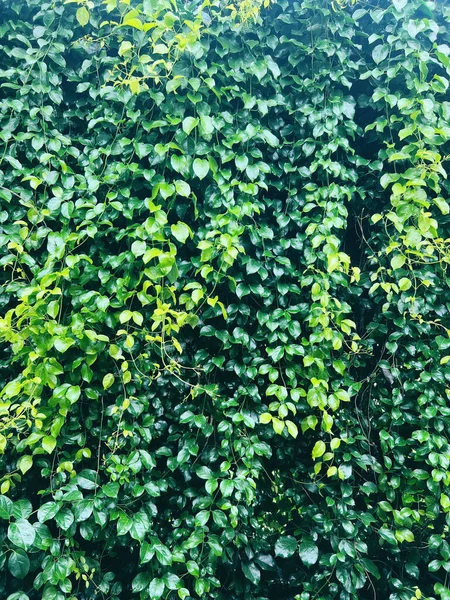 Bitki Duvarı Yemyeşil Renklerle Çeşitli Bitki Bahçesi Duvarlarda Yapraklar Eğreltiotu — Stok fotoğraf