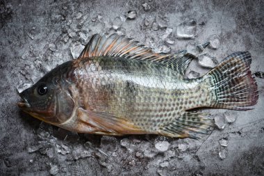 Tilapia çiftliğinden taze çiğ tilapia balığı. Arka planda buzla birlikte Tilapia.