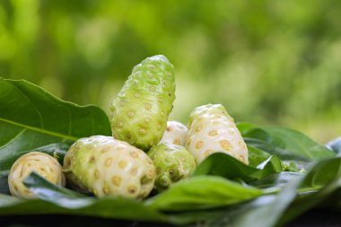 Noni meyveli bitkisel ilaçlar, ağaçtan taze noni diğer adları Great Morinda, Beach dudu veya Morinda Citrifolia.