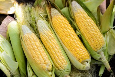 Yemek pişirmek için tatlı mısır, mısır koçanda taze mısır, ahşap arka planda taze mısır, olgun mısırı organik hasat - üst görünüm