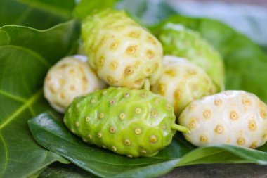 Noni meyveli bitkisel ilaçlar, ağaçtan taze noni diğer adları Great Morinda, Beach dudu veya Morinda Citrifolia.