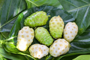 Noni meyveli bitkisel ilaçlar, ağaçtan taze noni diğer adları Great Morinda, Beach dudu veya Morinda Citrifolia.